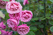 雨后的粉红玫瑰