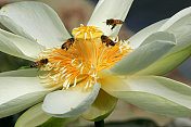 蜜蜂在水花上