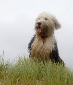 古英国牧羊犬小狗