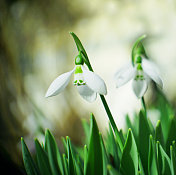 雪花莲花