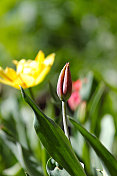 郁金香芽