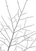 光秃秃的树枝在冬天映衬着白色的背景。