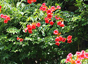 攀缘植物，红色花，喇叭藤