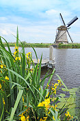 传统的荷兰风车在Kinderdijk与夏天的花