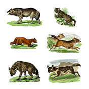 选择六种野生食肉动物