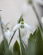 雪花莲