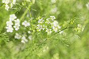 香菜植物开花