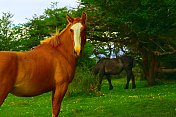 阿根廷布宜诺斯艾利斯附近的Estancia pampa草地上的野马