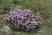 粉红色的野花丛生在布赖顿悬崖海粉红色的芳草