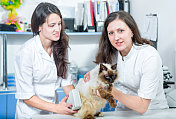 正在接受兽医治疗的暹罗猫