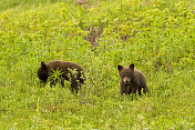 草丛中的两只小熊。