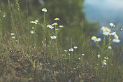 春天的花朵