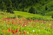 山上的野花草地