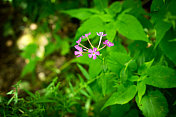 山上的野花