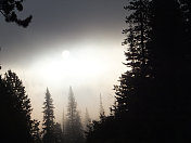 神秘迷雾笼罩的森林
