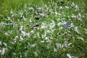 草地上散落着白色的羽毛