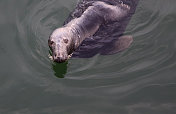 海狮在港口水域游泳，查塔姆，科德角，马萨诸塞州。