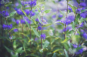 蓝雾绣线菊大量生长。Caryopteris Clandonensis