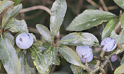 黑刺李、黑刺李 (Prunus spinosa) 果实