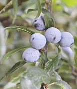 黑刺李、黑刺李 (Prunus spinosa) 果实