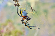 Nephila inaurata -留尼汪岛