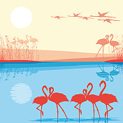 粉红色的火烈鸟在湖里 粉红色的火烈鸟在湖里