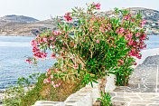 希腊帕罗斯岛上五颜六色的花