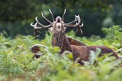 红鹿(Cervus elaphus)