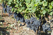 红葡萄串准备在葡萄园收获葡萄。