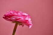 粉红色的头状花序