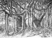 手绘红树林的插图 手绘红树林的插图