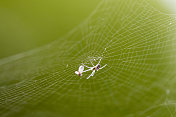 蛛网上有苍蝇的蜘蛛