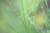 雨水或草叶上的露珠