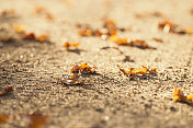 落在砾石路上的秋叶