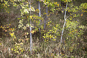 秋天在明尼苏达-小树在森林