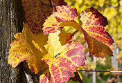 秋天在葡萄园。奥地利著名的葡萄酒产区瓦肖