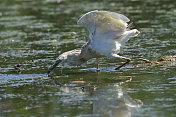 捕捉蝌蚪的Squacco Heron