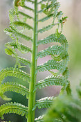 森林蕨类植物