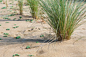 巴塞罗那海岸的沙丘