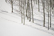 冬天的白杨在雪地里