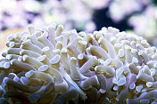 Euphyllia火炬珊瑚