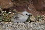 Kittiwake 小鸡 (Rissa tridactyla)