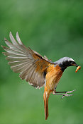 红雀正在飞行，嘴里叼着食物