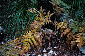 秋季，巴利阿里群岛马略卡岛上的彩色蕨类植物