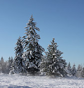 庄严的常青树覆盖在白雪