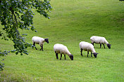 一群正在吃草的萨福克绵羊