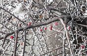 冬天的树枝上覆盖着白霜