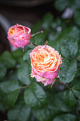 雨后的粉红玫瑰