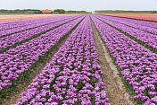 粉红色郁金香的荷兰风景
