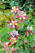 被称为奶奶的帽子和耧斗菜的夏季花(Aquilegia)